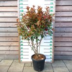 Červienka Fraserova (Photinia × fraseri) ´RED ROBIN´ - výška 100-130 cm, kont. C30L